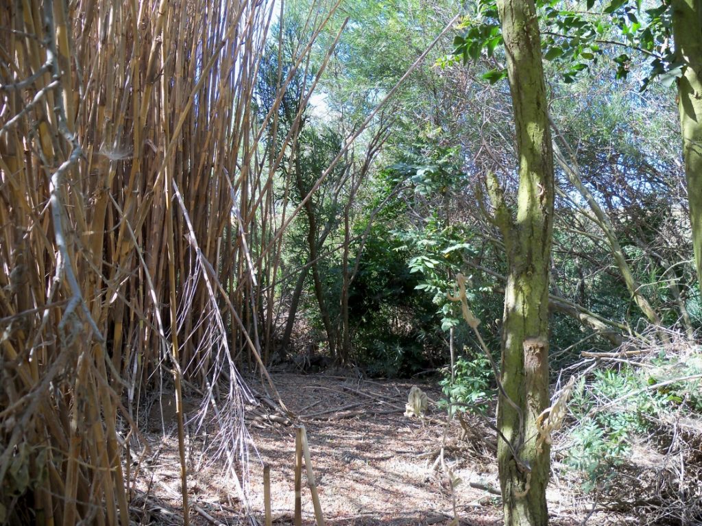 Chemically treated Arundo on the left, residual riparian vegetation on the right
