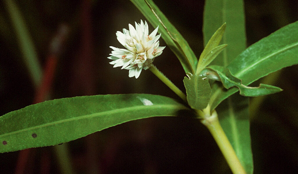 The white flower and green leaves of an alligatorweed (Alternathera philoxeroides) plant. Photo by National Plant Data Center, Baton Rouge, LA.