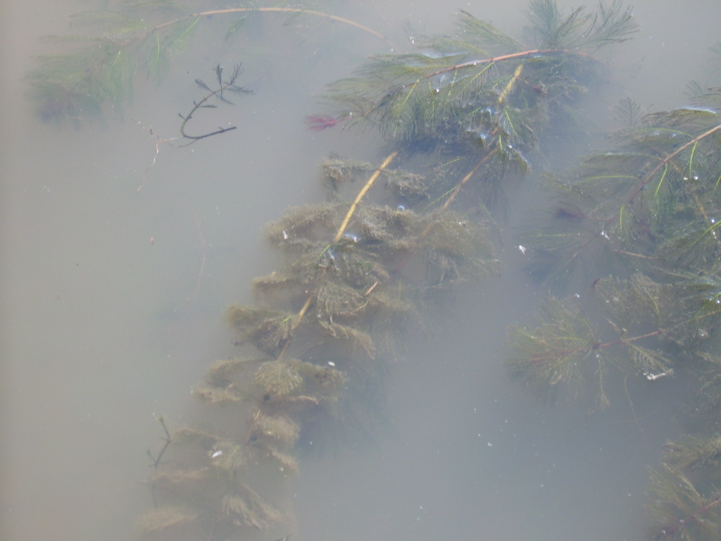 Eurasian watermilfoil (Myriophyllum spicatum) in the water. Photo by Fungus Guy.