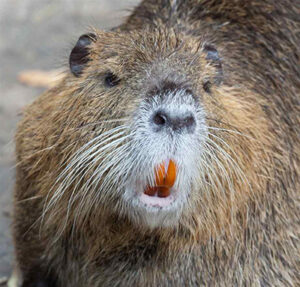 A nutria (Myocastor coypus) animal with brown fur, white whiskers and orange teeth. Photo by CDFW.