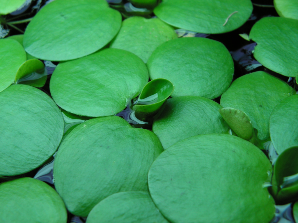 South American spongeplant (Limnobium laevigatum) in the water. Photo by Cardex.