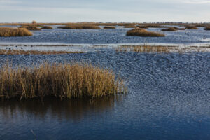 Tule marsh with American Coot birds in the water in the Sacramento-San Joaquin Delta.