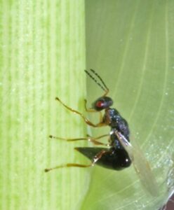 Close-up picture of a tiny black arundo wasp with red eyes on a green arundo shoot. Photo by USDA-ARS.