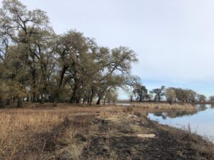 Trees near the waterline at the Cosumnes River Preserve in the Sacramento-San Joaquin Delta.