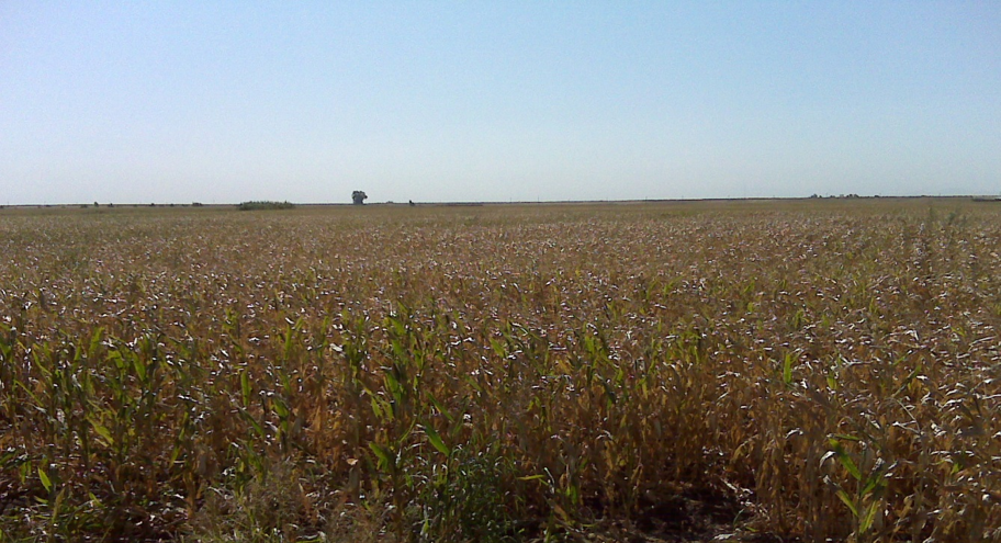 Stalks of corn growing on Twitchell Island shown on a sunny day in 2009.