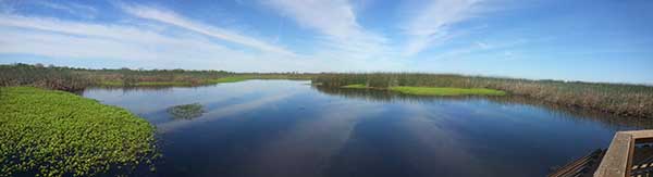 Wetland habitat in the Cosumnes River Preserve.