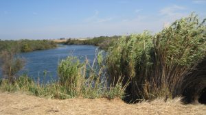 Arundo patches on the backshore of a slough within Cache Slough Complex.