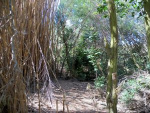 Chemically treated Arundo on the left, residual riparian vegetation on the right
