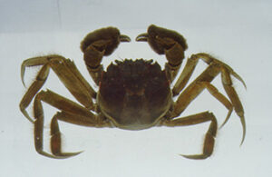 A brown-colored Chinese mitten crab (Eriocheir sinensi). Photo by CDFW.