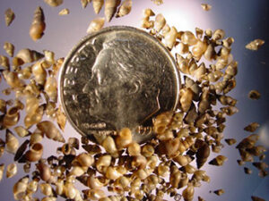 Many tan-colored New Zealand mudsnails (Potamopyrgus antipodarum) shown with a dime for size reference. Photo by U.S. Geological Survey.