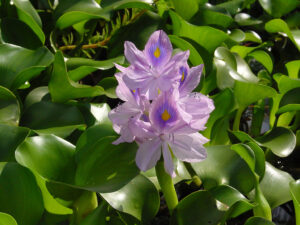 Purple water hyacinth (Eichhornia crassipes) flowers with yellow and blue markings and green leaves growing in the water. Photo by Wouter Hagens.
