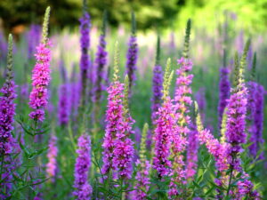 Purple loosestrife (Lythrum salicaria) plants with purple flowers and green leaves. Photo by Liz West.