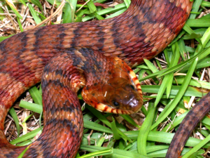 A southern watersnake (Nerodia fasciata) with tan, brown, and red-striped skin in the grass. Photo by CDFW.