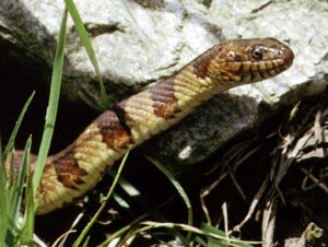 A northern watersnake (Nerodia sipedon) with brown and tan stripes in the grass next to a rock. Photo by Patrick Coin.