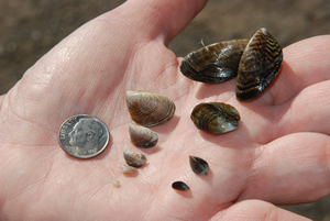 Five dark brown/tan-striped and five light brown/tan-striped Quagga Mussels (Dreissena rostriformis bugensis) shown next to a dime in a person's hand for size reference. Photo by CDFW.