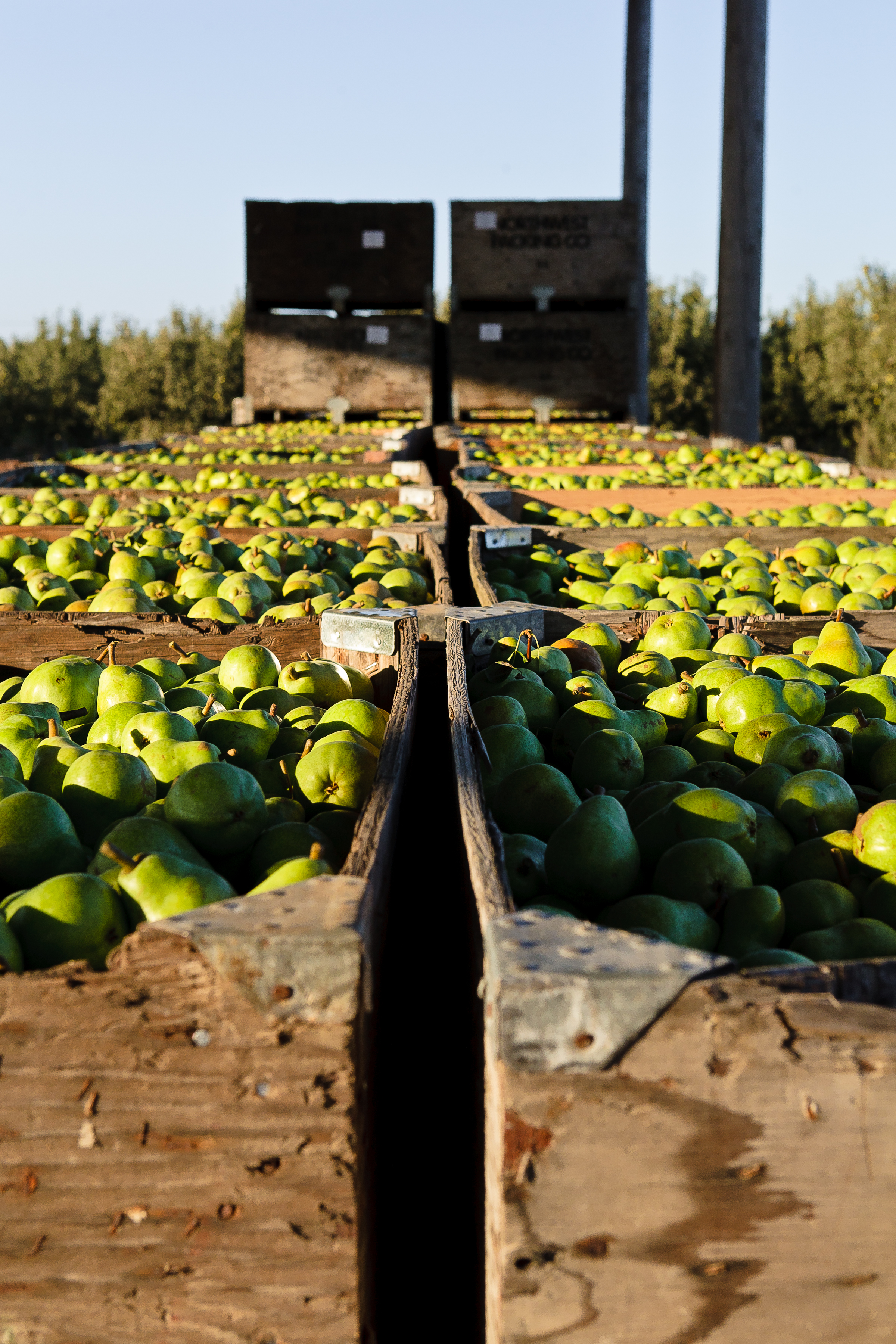 At least 14 brown wooden crates full of green pears in the Sacramento-San Joaquin Delta. Photo by ZoArt Photography.