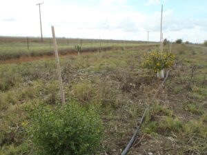 Recent plantings and an irrigation line at a restoration site. Photo by Solano Resource Conservation District.