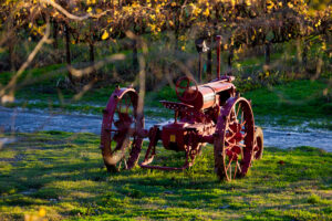 An old red tractor parked on green grass in front of a vineyard.
