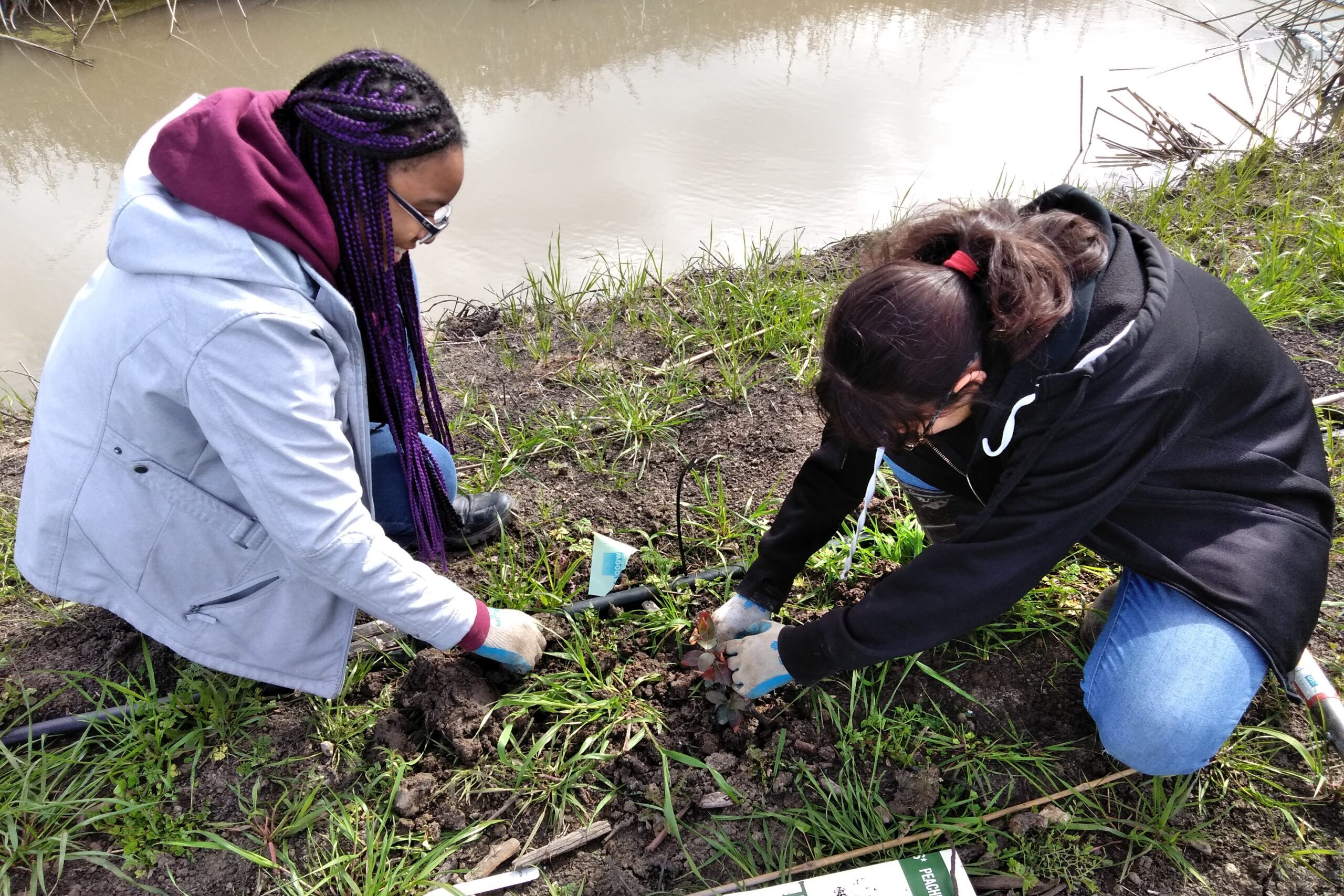 Two young women kneeling on the ground next to a creek, working together to place a small plant into the ground.