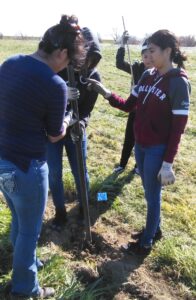 Four young adults working together to dig a hole and place a plan into the ground.