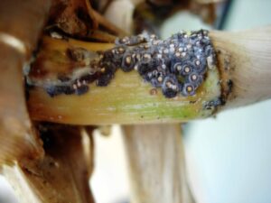 Close-up picture of a cluster of tiny black armored scales with yellow centers clustered at the base of an arundo cane. Photo by USDA-ARS.