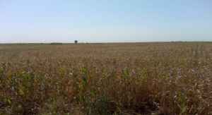 Stalks of corn growing on Twitchell Island shown on a sunny day in 2009.