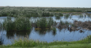 Wetlands with green plants and blue water on Twitchell Island, shown on a sunny day in 2015.