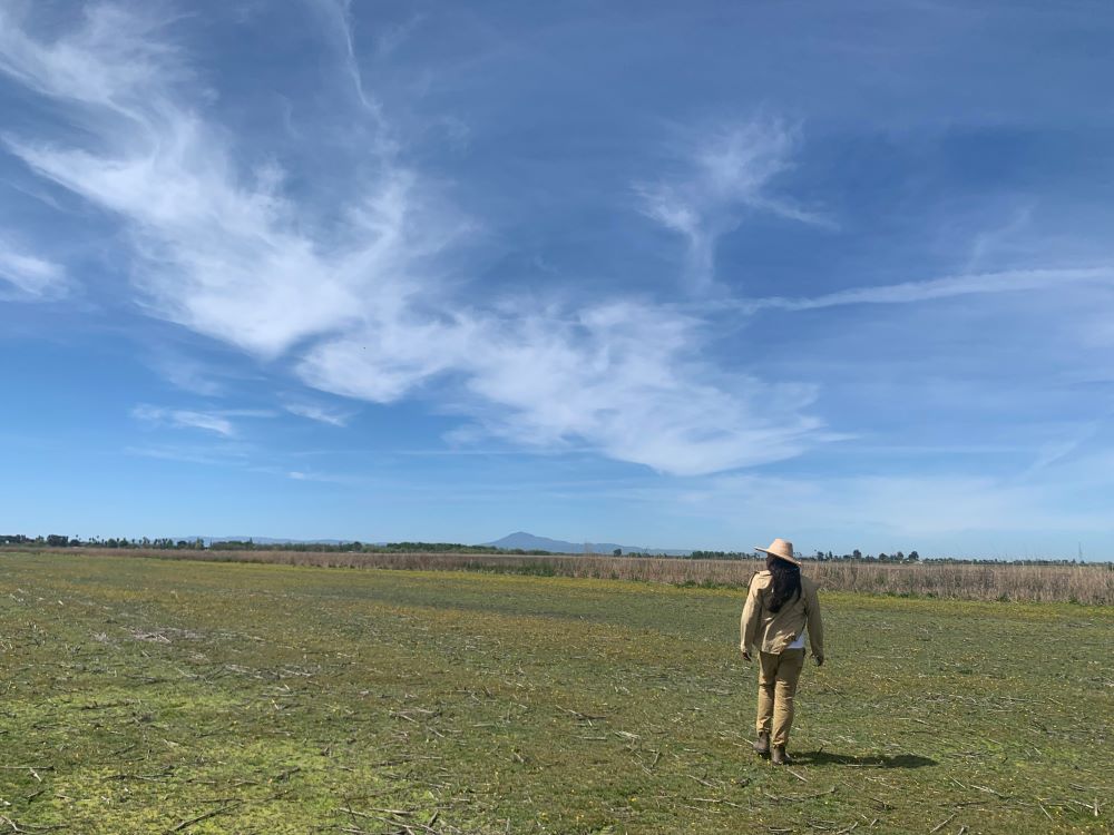 A Delta Drought Response Pilot Program project site in Sacramento County. Under the program, the grantee is implementing water conservation actions.