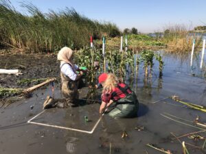 Department of Water Resources staff and Big Break Center Volunteer installing experimental active revegetation treatment plots at Dutch Slough Tidal Restoration Site for the Delta Conservancy Prop-1-funded “Investigations of Restoration Techniques that Limit Invasion of Tidal Wetlands.” Photo by Gina Darin, DWR, Sept 2018.