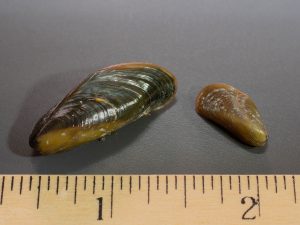 Two golden mussels above a ruler. Photo by Jeb Bjerke, California Department of Fish and Wildlife.