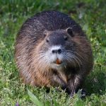 Image of a nutria in a grassy field. Courtesy National Park Service.