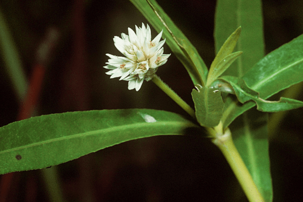 The white flower and green leaves of an alligatorweed (Alternathera philoxeroides) plant. Photo by National Plant Data Center, Baton Rouge, LA.