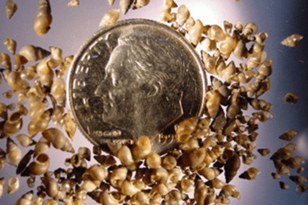 Many tan-colored New Zealand mudsnails (Potamopyrgus antipodarum) shown with a dime for size reference. Photo by U.S. Geological Survey.