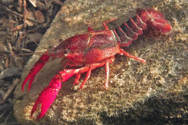 A red swamp crayfish on a rock. Image by U.S. Geological Survey.