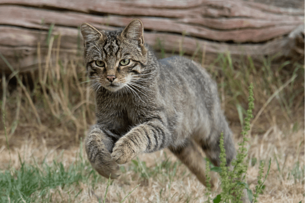 A gray wild cat on the run leaping and looking intensely forward. Adobe stock image.