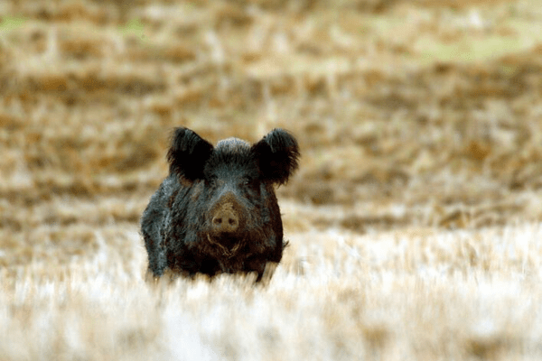 A dark-colored feral pig in a field. Image by California Department of Fish and Game.