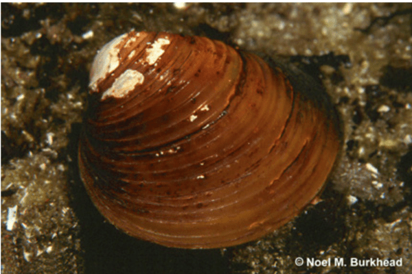 Close-up of a single golden clam. Image by Noel M. Burkhead, U.S. Geological Survey.