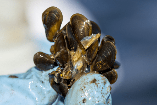 Close-up of a cluster of golden mussels being held in a gloved hand. Image by California Department of Water Resources.