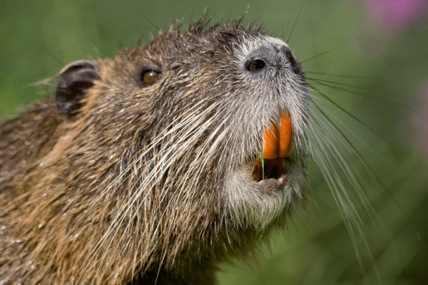Image of a nutria's head, showing its white whiskers and orange teeth. Image by California Department of Fish and Wildlife.