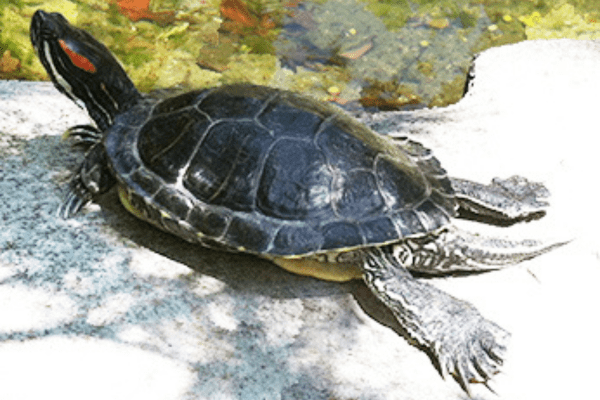 A red-eared slider stretched out on a rock with a waterway in the background. Image by California Department of Fish and Wildlife.