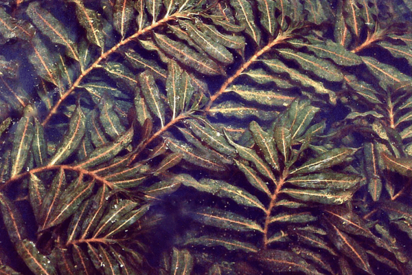 Curlyleaf pondweed (Potamogeton crispis) plants in the water. Photo by Christian Fischer.