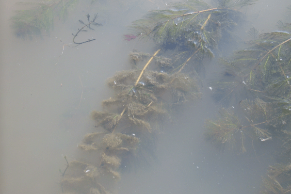 Eurasian watermilfoil (Myriophyllum spicatum) in the water. Photo by Fungus Guy.