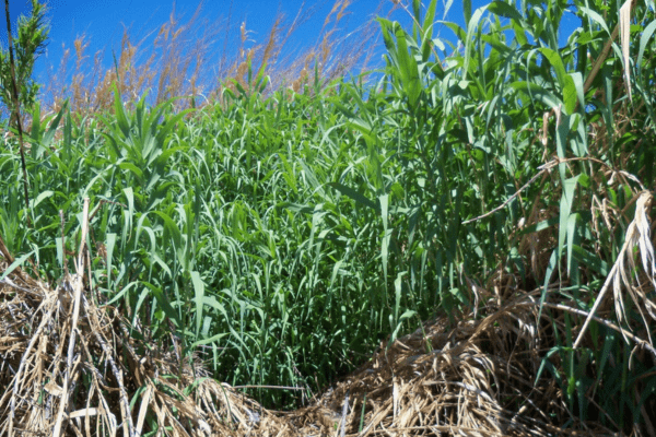 Giant reed (Arundo donax) plants growing in the Sacramento-San Joaquin Delta.