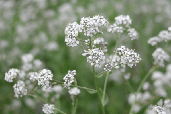 White flowers and green leaves of the perennial pepperweed (Lepidium latifolium) plant. Photo by Leslie J. Mehrhoff, University of Connecticut, Bugwood.org.