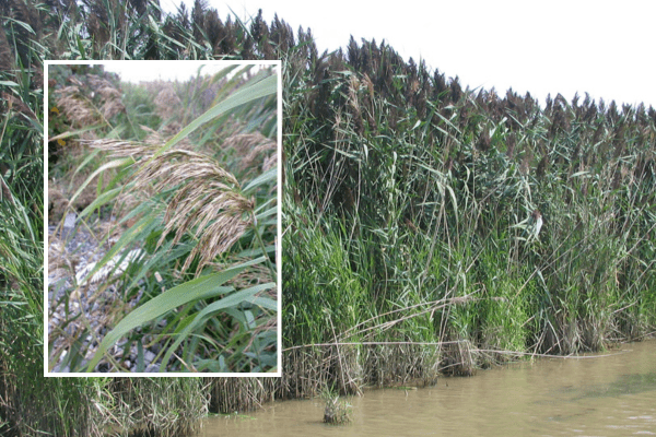 Brown, fluffy seedheads and green leaves of the nonnative common reed (Phragmites australis subsp. australis) plant. Photos by Erlend Bjortvedt and U.S. Geological Survey.