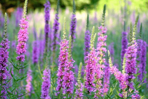 Purple loosestrife (Lythrum salicaria) plants with purple flowers and green leaves. Photo by Liz West