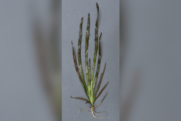 Ribbon weed (Vallisneria australis). Photo by Nick Rasmussen, California Department of Water Resources.