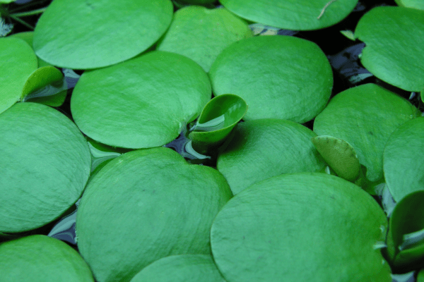 South American spongeplant (Limnobium laevigatum) in the water. Photo by Cardex.