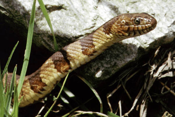 A northern watersnake (Nerodia sipedon) with brown and tan stripes in the grass next to a rock. Photo by Patrick Coin.