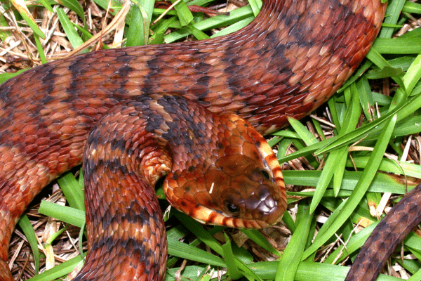 A southern watersnake (Nerodia fasciata) with tan, brown, and red-striped skin in the grass. Photo by CDFW.
